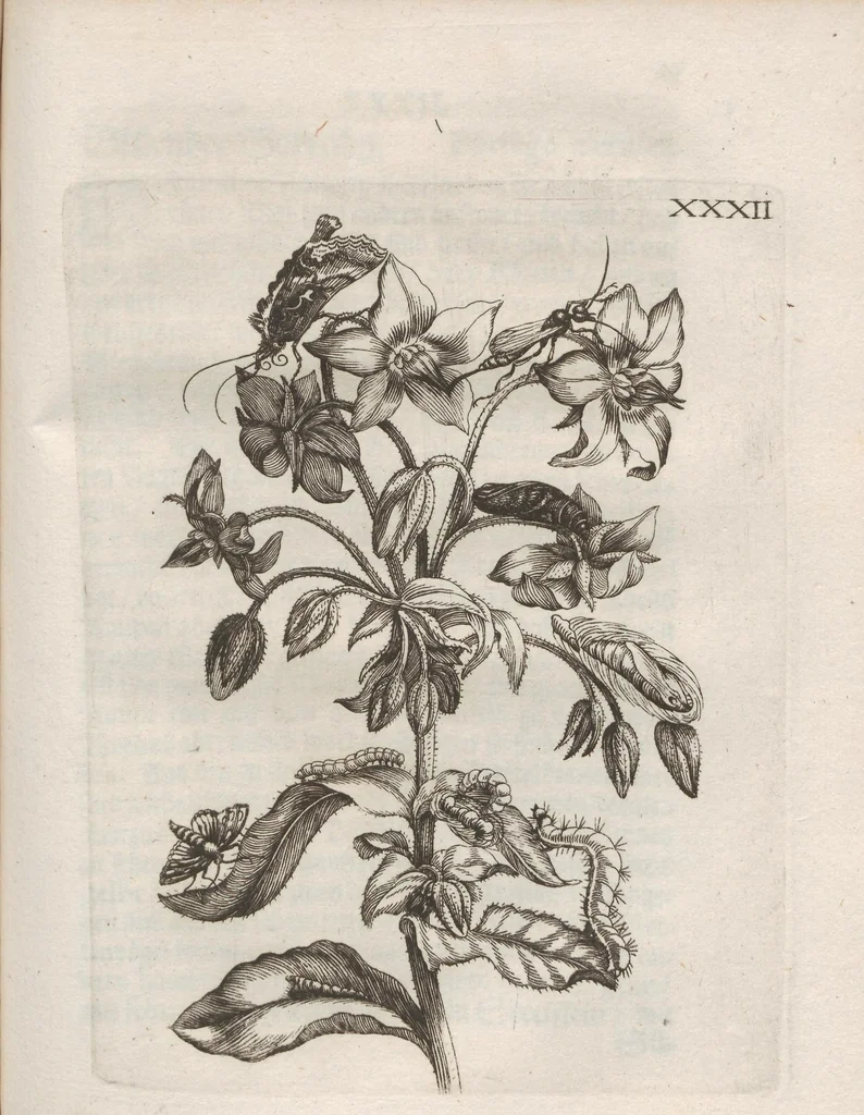 An illustration from Der Raupen wunderbare Verwandelung und sonderbare Blumen-Nahrung : worinnen durch eine gantz-neue Erfindung der Raupen, Würmer, Sommer-vögelein, Motten, Fliegen, und anderer dergleichen Thierlein Ursprung, Speisen und Veränderungen samt ihrer Zeit, Ort und Eigenschaften, den Naturkündigern, Kunstmahlern und Gartenliebhabern zu Dienst, fleissig untersucht, kürtzlich beschrieben, nach dem Leben abgemahlt ins Kupfer gestochen un selbst verlegt, 1679, leaf 355