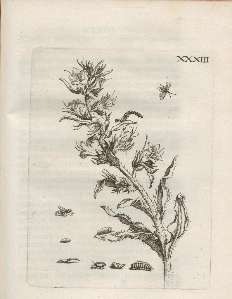 An illustration from Der Raupen wunderbare Verwandelung und sonderbare Blumen-Nahrung : worinnen durch eine gantz-neue Erfindung der Raupen, Würmer, Sommer-vögelein, Motten, Fliegen, und anderer dergleichen Thierlein Ursprung, Speisen und Veränderungen samt ihrer Zeit, Ort und Eigenschaften, den Naturkündigern, Kunstmahlern und Gartenliebhabern zu Dienst, fleissig untersucht, kürtzlich beschrieben, nach dem Leben abgemahlt ins Kupfer gestochen un selbst verlegt, 1679, leaf 359