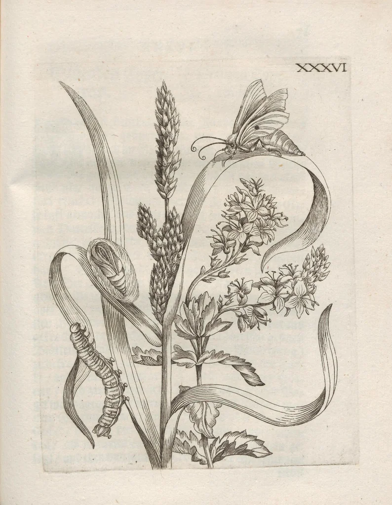 An illustration from Der Raupen wunderbare Verwandelung und sonderbare Blumen-Nahrung : worinnen durch eine gantz-neue Erfindung der Raupen, Würmer, Sommer-vögelein, Motten, Fliegen, und anderer dergleichen Thierlein Ursprung, Speisen und Veränderungen samt ihrer Zeit, Ort und Eigenschaften, den Naturkündigern, Kunstmahlern und Gartenliebhabern zu Dienst, fleissig untersucht, kürtzlich beschrieben, nach dem Leben abgemahlt ins Kupfer gestochen un selbst verlegt, 1679, leaf 371