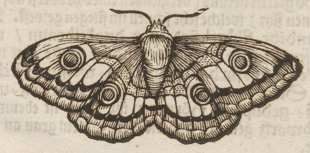 An illustration from Der Raupen wunderbare Verwandelung und sonderbare Blumen-Nahrung : worinnen durch eine gantz-neue Erfindung der Raupen, Würmer, Sommer-vögelein, Motten, Fliegen, und anderer dergleichen Thierlein Ursprung, Speisen und Veränderungen samt ihrer Zeit, Ort und Eigenschaften, den Naturkündigern, Kunstmahlern und Gartenliebhabern zu Dienst, fleissig untersucht, kürtzlich beschrieben, nach dem Leben abgemahlt ins Kupfer gestochen un selbst verlegt, 1679, leaf 382