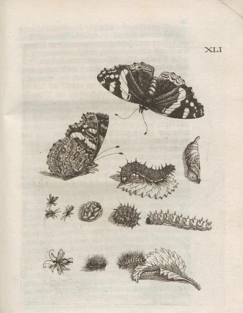 An illustration from Der Raupen wunderbare Verwandelung und sonderbare Blumen-Nahrung : worinnen durch eine gantz-neue Erfindung der Raupen, Würmer, Sommer-vögelein, Motten, Fliegen, und anderer dergleichen Thierlein Ursprung, Speisen und Veränderungen samt ihrer Zeit, Ort und Eigenschaften, den Naturkündigern, Kunstmahlern und Gartenliebhabern zu Dienst, fleissig untersucht, kürtzlich beschrieben, nach dem Leben abgemahlt ins Kupfer gestochen un selbst verlegt, 1679, leaf 391