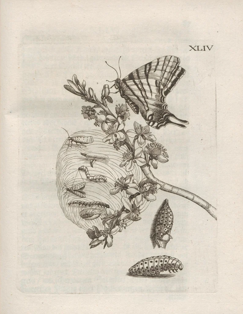 An illustration from Der Raupen wunderbare Verwandelung und sonderbare Blumen-Nahrung : worinnen durch eine gantz-neue Erfindung der Raupen, Würmer, Sommer-vögelein, Motten, Fliegen, und anderer dergleichen Thierlein Ursprung, Speisen und Veränderungen samt ihrer Zeit, Ort und Eigenschaften, den Naturkündigern, Kunstmahlern und Gartenliebhabern zu Dienst, fleissig untersucht, kürtzlich beschrieben, nach dem Leben abgemahlt ins Kupfer gestochen un selbst verlegt, 1679, leaf 403