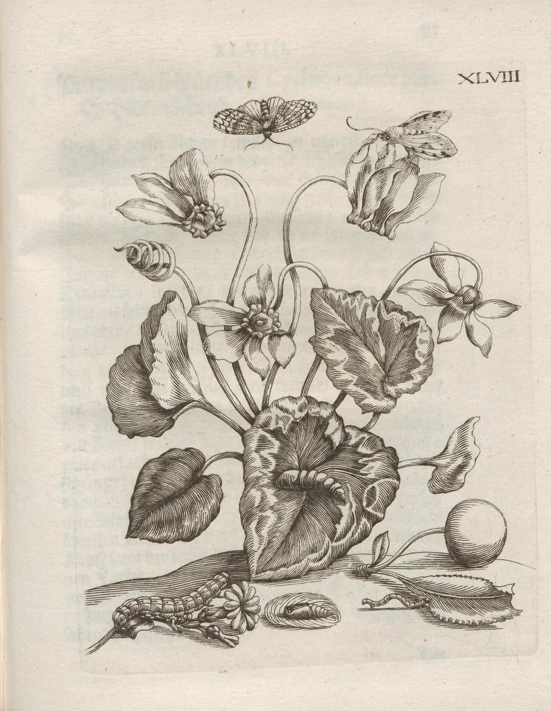 An illustration from Der Raupen wunderbare Verwandelung und sonderbare Blumen-Nahrung : worinnen durch eine gantz-neue Erfindung der Raupen, Würmer, Sommer-vögelein, Motten, Fliegen, und anderer dergleichen Thierlein Ursprung, Speisen und Veränderungen samt ihrer Zeit, Ort und Eigenschaften, den Naturkündigern, Kunstmahlern und Gartenliebhabern zu Dienst, fleissig untersucht, kürtzlich beschrieben, nach dem Leben abgemahlt ins Kupfer gestochen un selbst verlegt, 1679, leaf 419