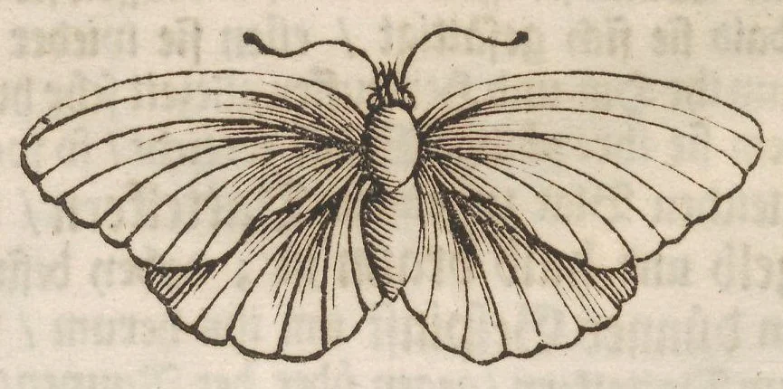 An illustration from Der Raupen wunderbare Verwandelung und sonderbare Blumen-Nahrung : worinnen durch eine gantz-neue Erfindung der Raupen, Würmer, Sommer-vögelein, Motten, Fliegen, und anderer dergleichen Thierlein Ursprung, Speisen und Veränderungen samt ihrer Zeit, Ort und Eigenschaften, den Naturkündigern, Kunstmahlern und Gartenliebhabern zu Dienst, fleissig untersucht, kürtzlich beschrieben, nach dem Leben abgemahlt ins Kupfer gestochen un selbst verlegt, 1679, leaf 42
