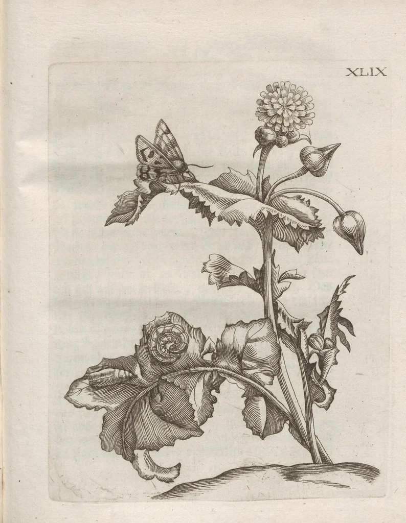 An illustration from Der Raupen wunderbare Verwandelung und sonderbare Blumen-Nahrung : worinnen durch eine gantz-neue Erfindung der Raupen, Würmer, Sommer-vögelein, Motten, Fliegen, und anderer dergleichen Thierlein Ursprung, Speisen und Veränderungen samt ihrer Zeit, Ort und Eigenschaften, den Naturkündigern, Kunstmahlern und Gartenliebhabern zu Dienst, fleissig untersucht, kürtzlich beschrieben, nach dem Leben abgemahlt ins Kupfer gestochen un selbst verlegt, 1679, leaf 423