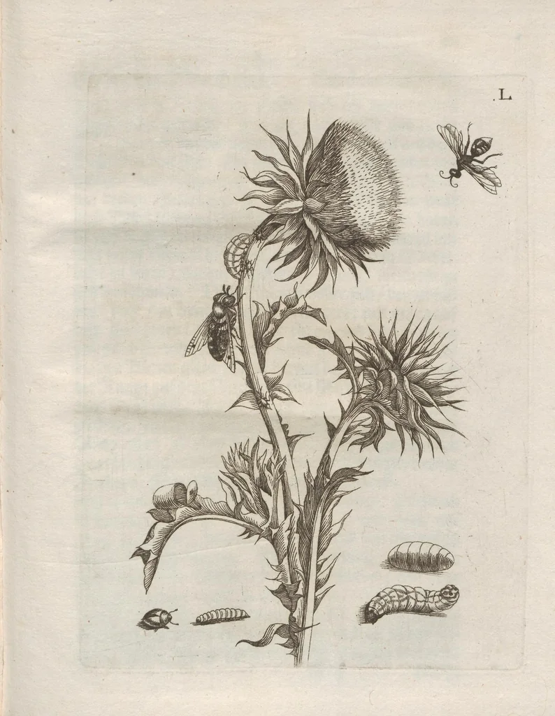 An illustration from Der Raupen wunderbare Verwandelung und sonderbare Blumen-Nahrung : worinnen durch eine gantz-neue Erfindung der Raupen, Würmer, Sommer-vögelein, Motten, Fliegen, und anderer dergleichen Thierlein Ursprung, Speisen und Veränderungen samt ihrer Zeit, Ort und Eigenschaften, den Naturkündigern, Kunstmahlern und Gartenliebhabern zu Dienst, fleissig untersucht, kürtzlich beschrieben, nach dem Leben abgemahlt ins Kupfer gestochen un selbst verlegt, 1679, leaf 427