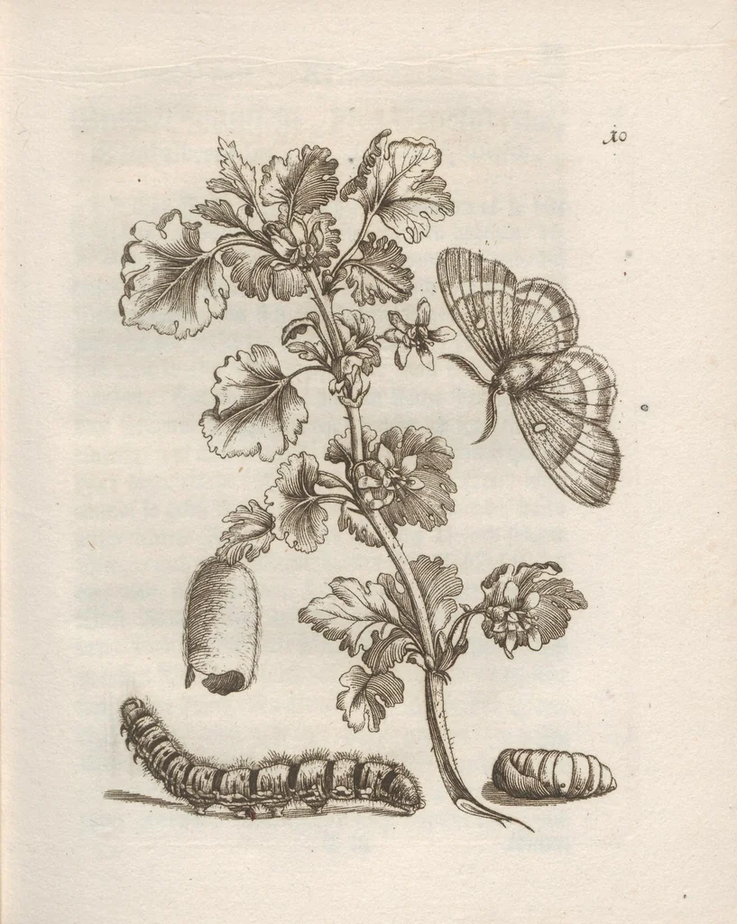An illustration from Der Raupen wunderbare Verwandelung und sonderbare Blumen-Nahrung : worinnen durch eine gantz-neue Erfindung der Raupen, Würmer, Sommer-vögelein, Motten, Fliegen, und anderer dergleichen Thierlein Ursprung, Speisen und Veränderungen samt ihrer Zeit, Ort und Eigenschaften, den Naturkündigern, Kunstmahlern und Gartenliebhabern zu Dienst, fleissig untersucht, kürtzlich beschrieben, nach dem Leben abgemahlt ins Kupfer gestochen un selbst verlegt, 1679, leaf 51