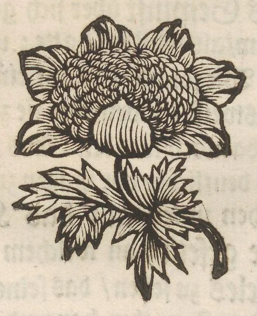 An illustration from Der Raupen wunderbare Verwandelung und sonderbare Blumen-Nahrung : worinnen durch eine gantz-neue Erfindung der Raupen, Würmer, Sommer-vögelein, Motten, Fliegen, und anderer dergleichen Thierlein Ursprung, Speisen und Veränderungen samt ihrer Zeit, Ort und Eigenschaften, den Naturkündigern, Kunstmahlern und Gartenliebhabern zu Dienst, fleissig untersucht, kürtzlich beschrieben, nach dem Leben abgemahlt ins Kupfer gestochen un selbst verlegt, 1679, leaf 58