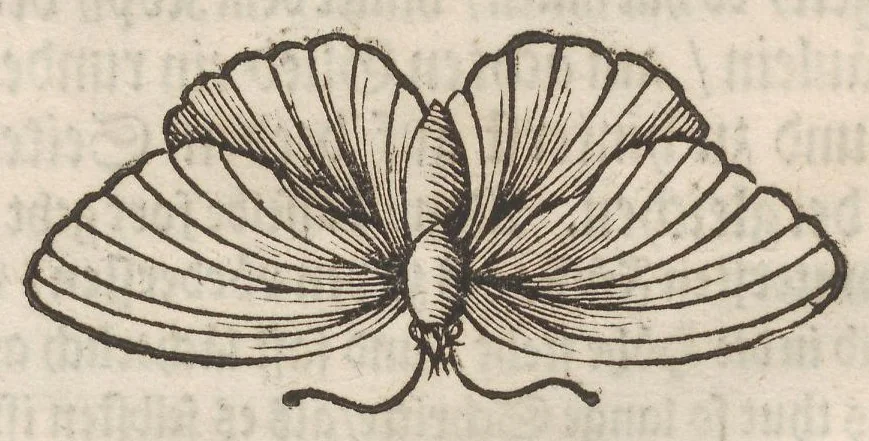 An illustration from Der Raupen wunderbare Verwandelung und sonderbare Blumen-Nahrung : worinnen durch eine gantz-neue Erfindung der Raupen, Würmer, Sommer-vögelein, Motten, Fliegen, und anderer dergleichen Thierlein Ursprung, Speisen und Veränderungen samt ihrer Zeit, Ort und Eigenschaften, den Naturkündigern, Kunstmahlern und Gartenliebhabern zu Dienst, fleissig untersucht, kürtzlich beschrieben, nach dem Leben abgemahlt ins Kupfer gestochen un selbst verlegt, 1679, leaf 62
