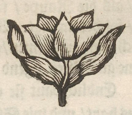 An illustration from Der Raupen wunderbare Verwandelung und sonderbare Blumen-Nahrung : worinnen durch eine gantz-neue Erfindung der Raupen, Würmer, Sommer-vögelein, Motten, Fliegen, und anderer dergleichen Thierlein Ursprung, Speisen und Veränderungen samt ihrer Zeit, Ort und Eigenschaften, den Naturkündigern, Kunstmahlern und Gartenliebhabern zu Dienst, fleissig untersucht, kürtzlich beschrieben, nach dem Leben abgemahlt ins Kupfer gestochen un selbst verlegt, 1679, leaf 66
