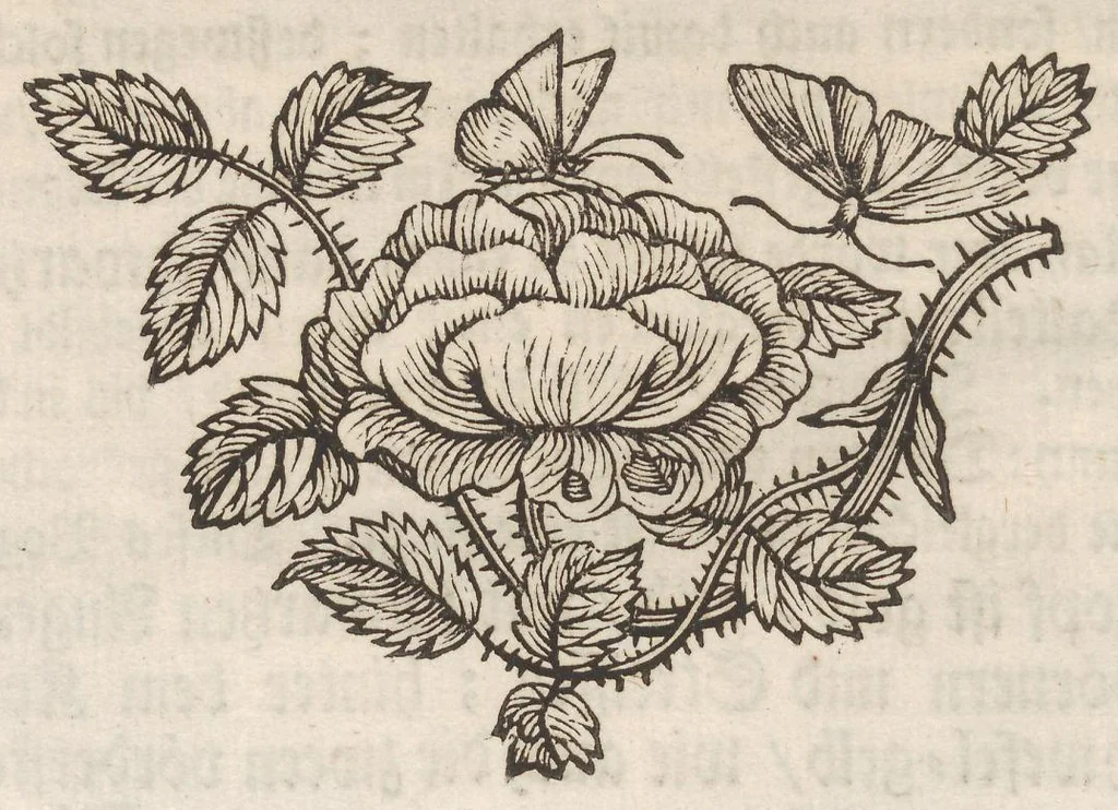 An illustration from Der Raupen wunderbare Verwandelung und sonderbare Blumen-Nahrung : worinnen durch eine gantz-neue Erfindung der Raupen, Würmer, Sommer-vögelein, Motten, Fliegen, und anderer dergleichen Thierlein Ursprung, Speisen und Veränderungen samt ihrer Zeit, Ort und Eigenschaften, den Naturkündigern, Kunstmahlern und Gartenliebhabern zu Dienst, fleissig untersucht, kürtzlich beschrieben, nach dem Leben abgemahlt ins Kupfer gestochen un selbst verlegt, 1679, leaf 74