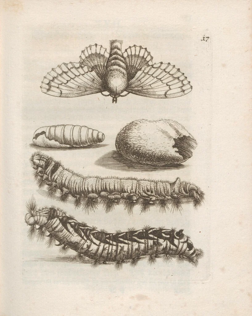 An illustration from Der Raupen wunderbare Verwandelung und sonderbare Blumen-Nahrung : worinnen durch eine gantz-neue Erfindung der Raupen, Würmer, Sommer-vögelein, Motten, Fliegen, und anderer dergleichen Thierlein Ursprung, Speisen und Veränderungen samt ihrer Zeit, Ort und Eigenschaften, den Naturkündigern, Kunstmahlern und Gartenliebhabern zu Dienst, fleissig untersucht, kürtzlich beschrieben, nach dem Leben abgemahlt ins Kupfer gestochen un selbst verlegt, 1679, leaf 79