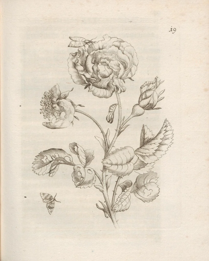 An illustration from Der Raupen wunderbare Verwandelung und sonderbare Blumen-Nahrung : worinnen durch eine gantz-neue Erfindung der Raupen, Würmer, Sommer-vögelein, Motten, Fliegen, und anderer dergleichen Thierlein Ursprung, Speisen und Veränderungen samt ihrer Zeit, Ort und Eigenschaften, den Naturkündigern, Kunstmahlern und Gartenliebhabern zu Dienst, fleissig untersucht, kürtzlich beschrieben, nach dem Leben abgemahlt ins Kupfer gestochen un selbst verlegt, 1679, leaf 87