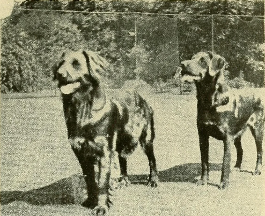 An illustration from Raymond, or life and death : with examples of the evidence for survival of memory and affection after death, 1916, leaf 316