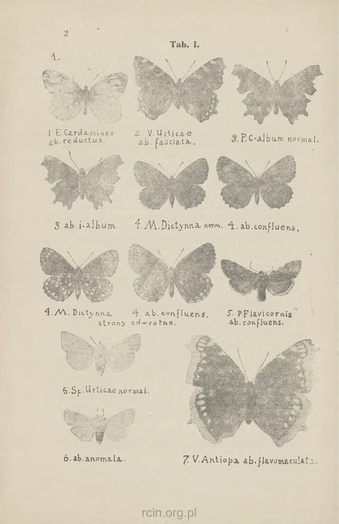 An illustration from Nowe odmiany motyli większych (Macrolepidoptera), 1923, leaf 1
