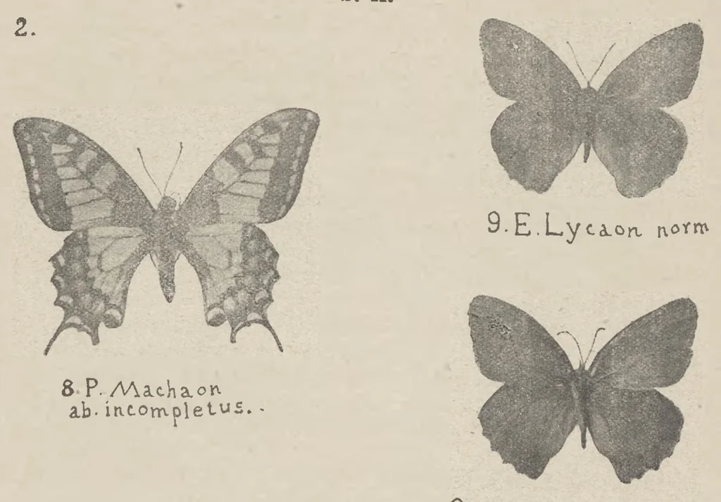 An illustration from Nowe odmiany motyli większych (Macrolepidoptera), 1923, leaf 5