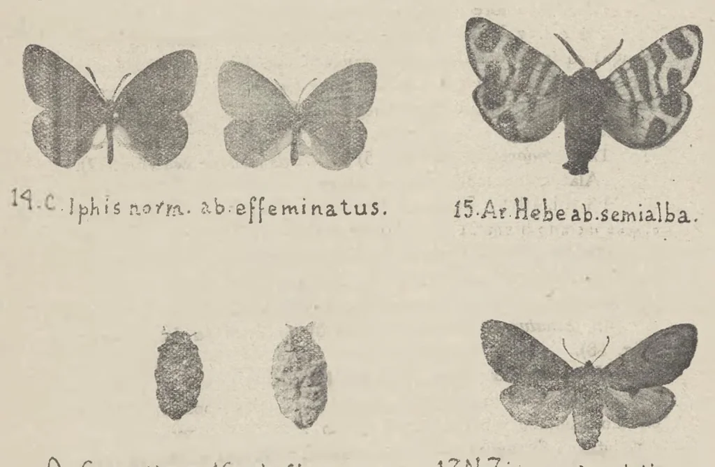 An illustration from Nowe odmiany motyli większych (Macrolepidoptera), 1923, leaf 8