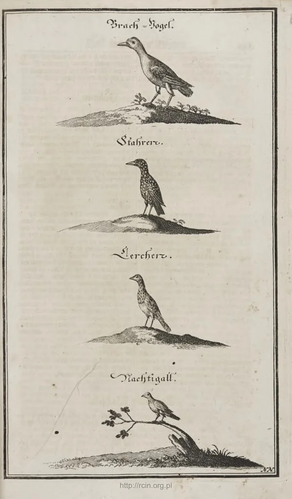 An illustration from Der vollkommene teutsche Jäger : Darinnen Die Erde, Gebürge, Kräuter und Bäume, Wälder, Eigenschaft der wilden Thiere und Vogel, So wohl Historice, als Physice, und Anatomice: Dann auch die behörigen Groß- und kleinen Hunde, und der völlige J..., 1719, leaf 254