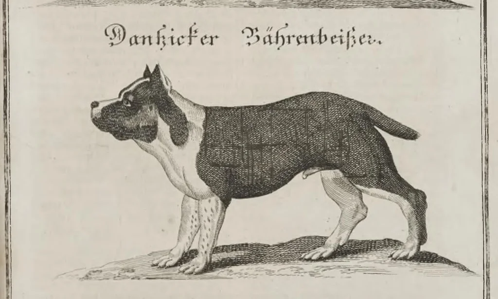An illustration from Der vollkommene teutsche Jäger : Darinnen Die Erde, Gebürge, Kräuter und Bäume, Wälder, Eigenschaft der wilden Thiere und Vogel, So wohl Historice, als Physice, und Anatomice: Dann auch die behörigen Groß- und kleinen Hunde, und der völlige J..., 1719, leaf 284