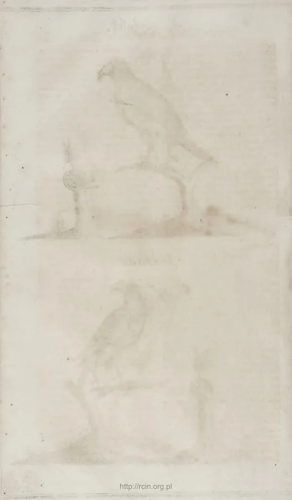 An illustration from Der vollkommene teutsche Jäger : Darinnen Die Erde, Gebürge, Kräuter und Bäume, Wälder, Eigenschaft der wilden Thiere und Vogel, So wohl Historice, als Physice, und Anatomice: Dann auch die behörigen Groß- und kleinen Hunde, und der völlige J..., 1719, leaf 473