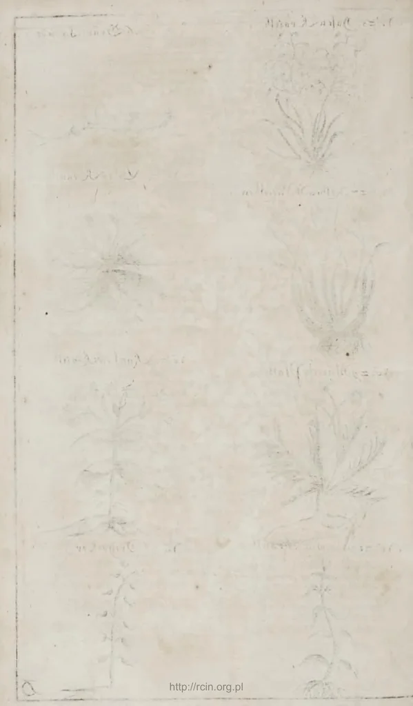 An illustration from Der vollkommene teutsche Jäger : Darinnen Die Erde, Gebürge, Kräuter und Bäume, Wälder, Eigenschaft der wilden Thiere und Vogel, So wohl Historice, als Physice, und Anatomice: Dann auch die behörigen Groß- und kleinen Hunde, und der völlige J..., 1719, leaf 48