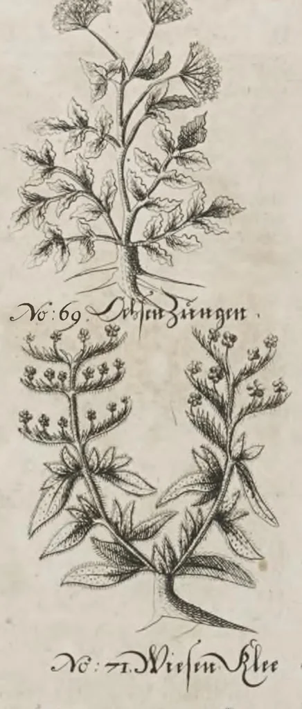An illustration from Der vollkommene teutsche Jäger : Darinnen Die Erde, Gebürge, Kräuter und Bäume, Wälder, Eigenschaft der wilden Thiere und Vogel, So wohl Historice, als Physice, und Anatomice: Dann auch die behörigen Groß- und kleinen Hunde, und der völlige J..., 1719, leaf 59