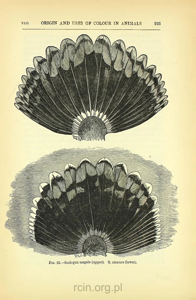 An illustration from Darwinism: an exposition of the theory of natural selection, 1905, leaf 252