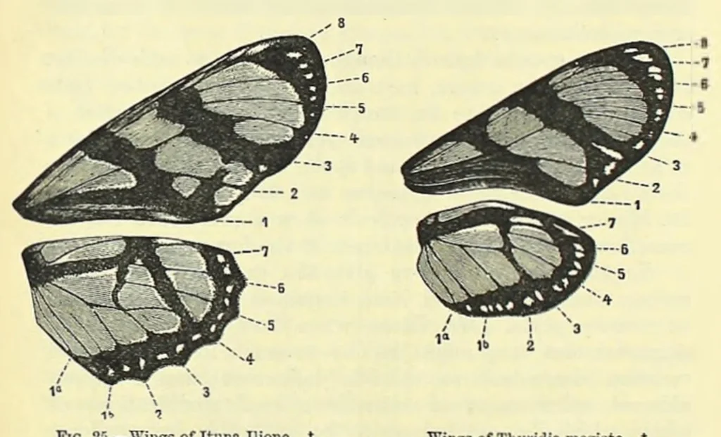 An illustration from Darwinism: an exposition of the theory of natural selection, 1905, leaf 280