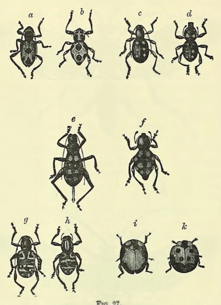 An illustration from Darwinism: an exposition of the theory of natural selection, 1905, leaf 289