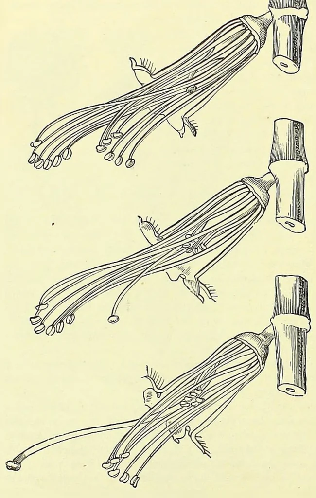 An illustration from Darwinism: an exposition of the theory of natural selection, 1905, leaf 343