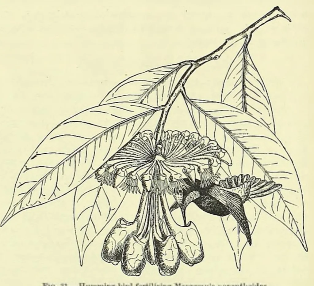 An illustration from Darwinism: an exposition of the theory of natural selection, 1905, leaf 351
