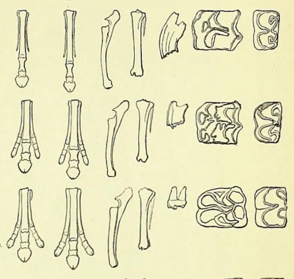 An illustration from Darwinism: an exposition of the theory of natural selection, 1905, leaf 423