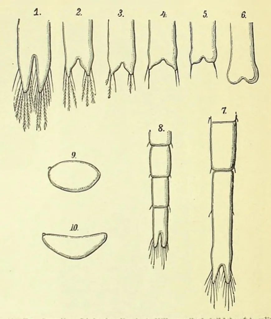 An illustration from Darwinism: an exposition of the theory of natural selection, 1905, leaf 461