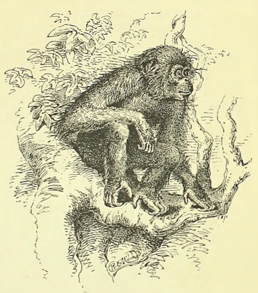 An illustration from Darwinism: an exposition of the theory of natural selection, 1905, leaf 491