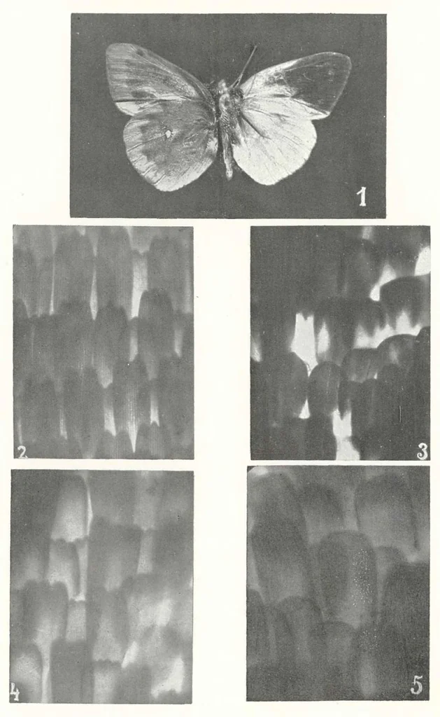 An illustration from O nowej aberacyi Colias hyale L. = Über eine neue Aberration von Colias hyale L., 1913, leaf 12