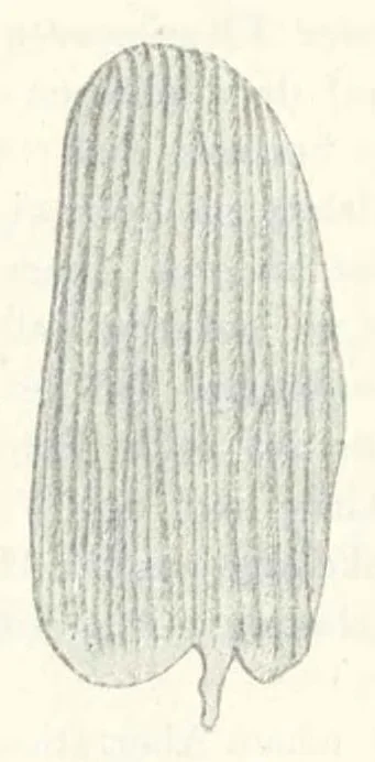 An illustration from O nowej aberacyi Colias hyale L. = Über eine neue Aberration von Colias hyale L., 1913, leaf 7