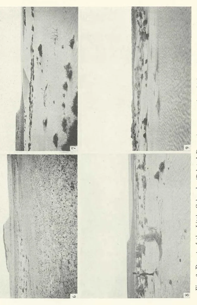 An illustration from The Supposed Effects of the Color Tone of the Background Upon the Coat Color of Mammals, 1924, leaf 40