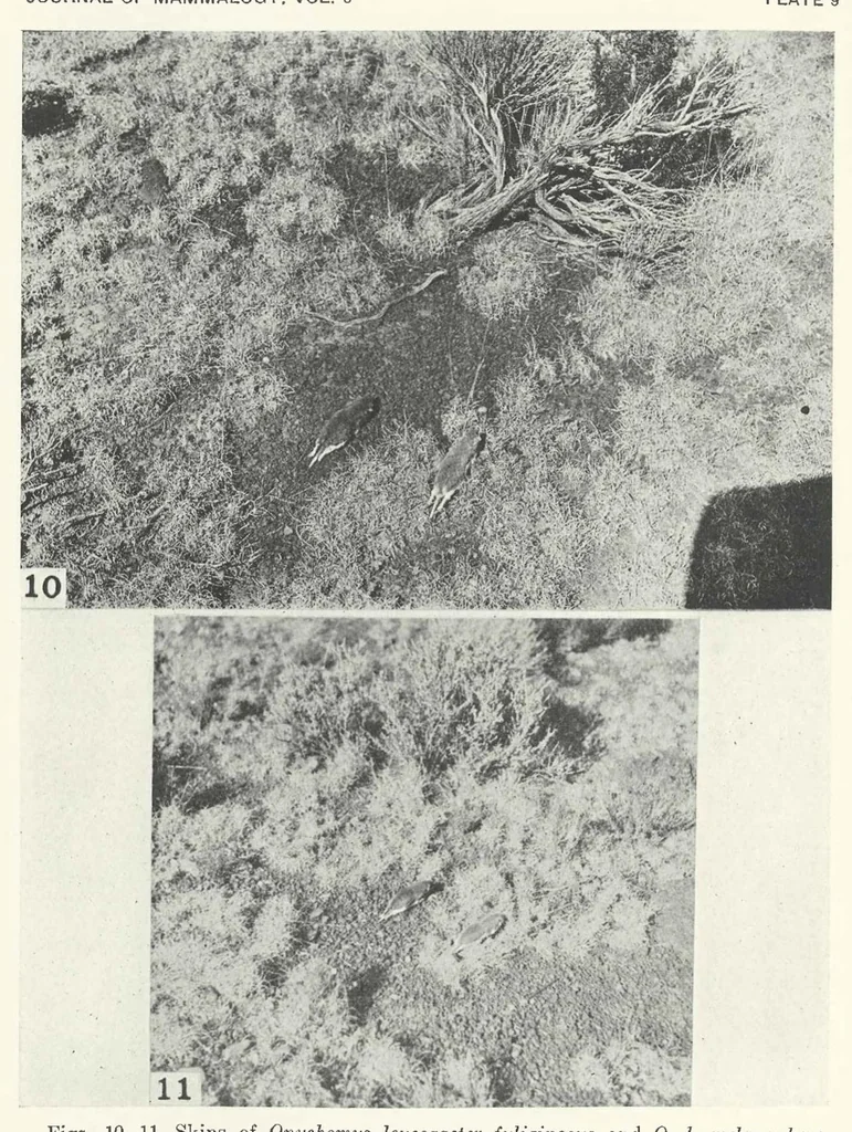 An illustration from The Supposed Effects of the Color Tone of the Background Upon the Coat Color of Mammals, 1924, leaf 42