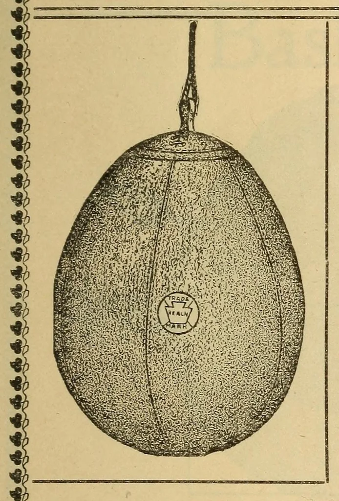 An illustration from The Reach official American League base ball guide, 1883, leaf 413