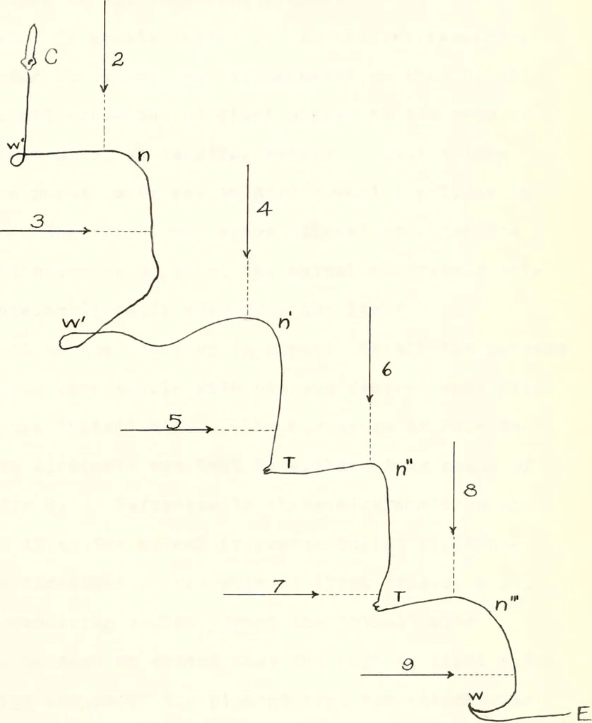 An illustration from Reactions to light in Planaria maculata with special reference to the function and structure of the eyes, 1918, leaf 118