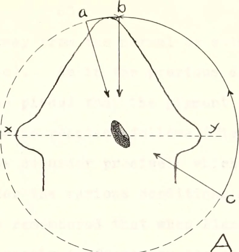 An illustration from Reactions to light in Planaria maculata with special reference to the function and structure of the eyes, 1918, leaf 136