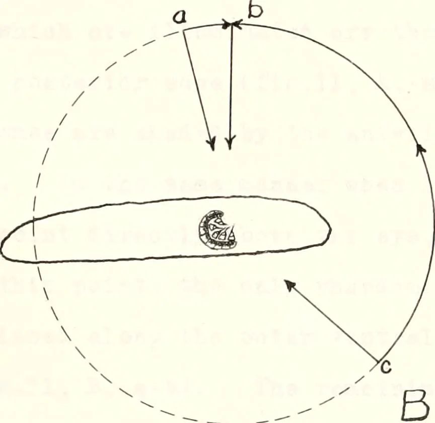 An illustration from Reactions to light in Planaria maculata with special reference to the function and structure of the eyes, 1918, leaf 136
