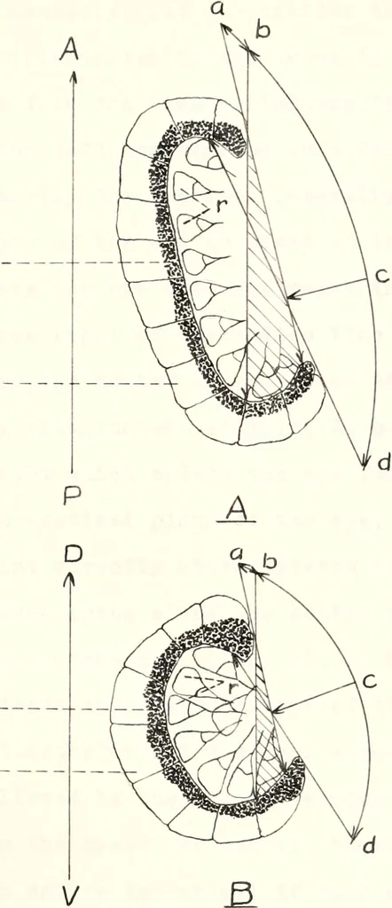 An illustration from Reactions to light in Planaria maculata with special reference to the function and structure of the eyes, 1918, leaf 140