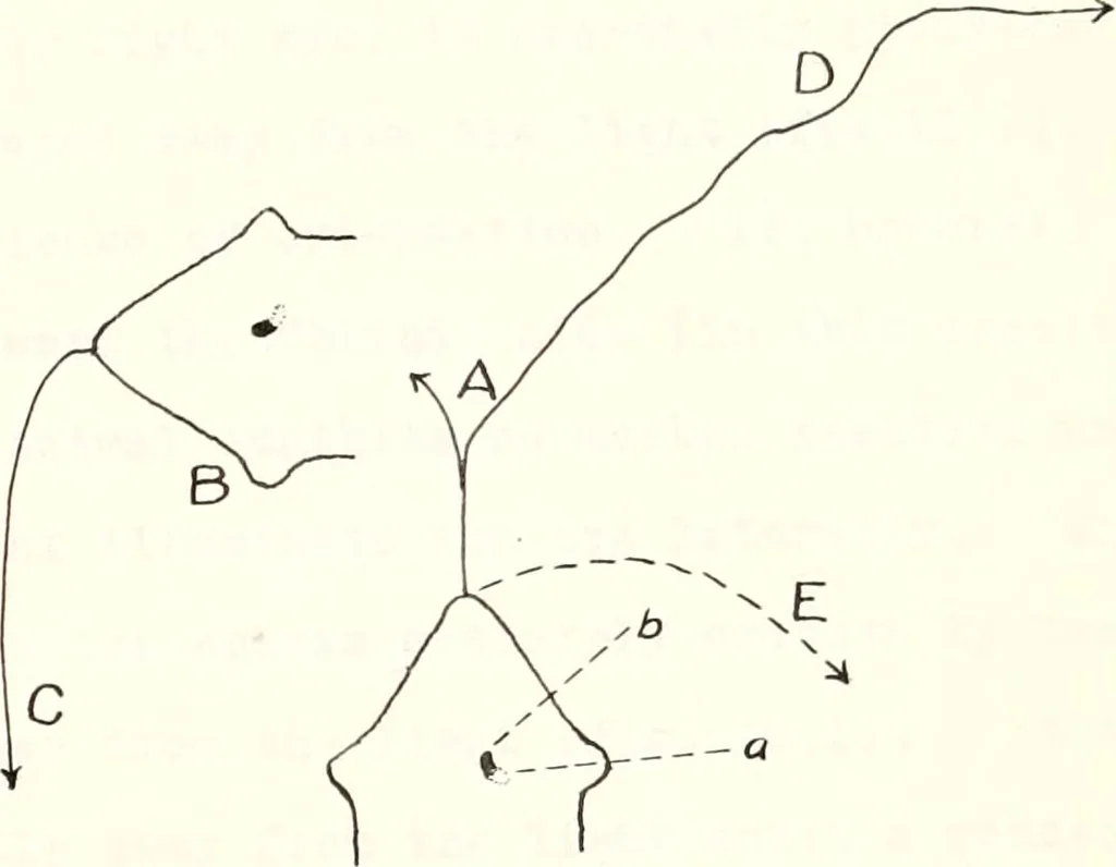 An illustration from Reactions to light in Planaria maculata with special reference to the function and structure of the eyes, 1918, leaf 150