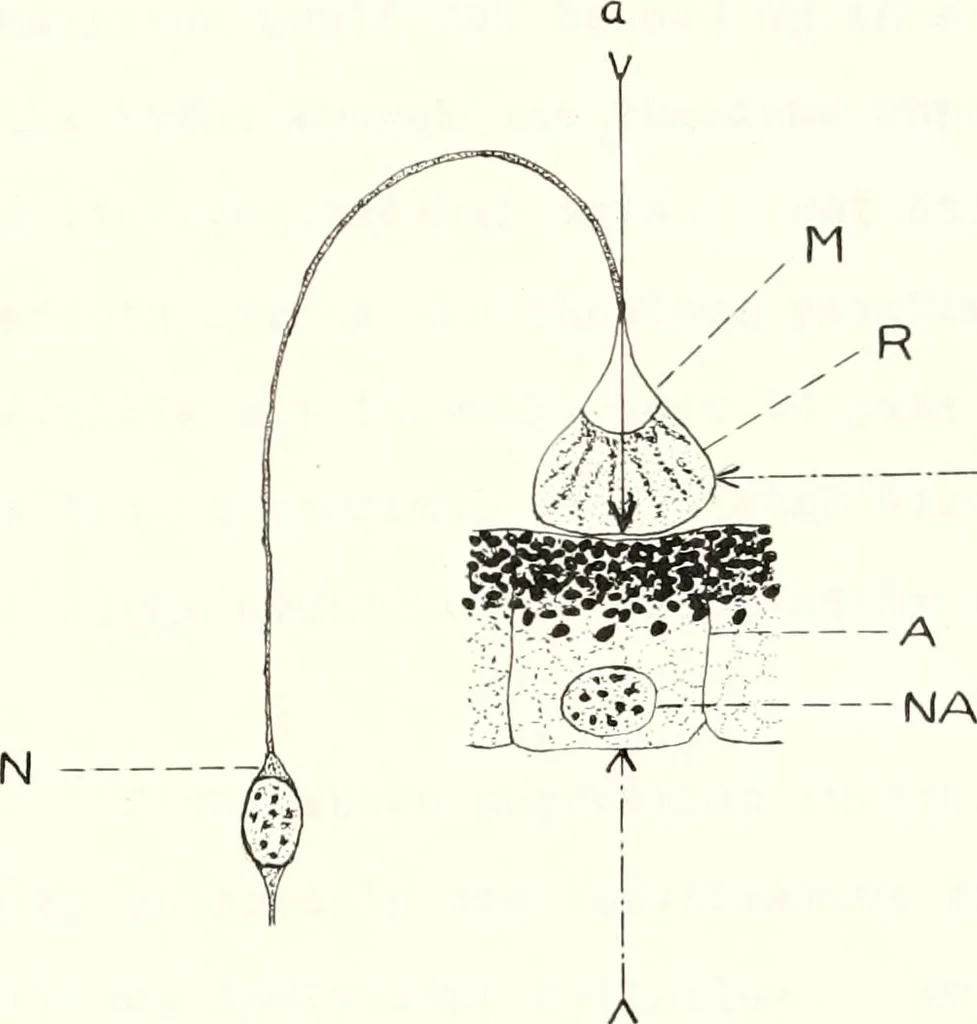 An illustration from Reactions to light in Planaria maculata with special reference to the function and structure of the eyes, 1918, leaf 170