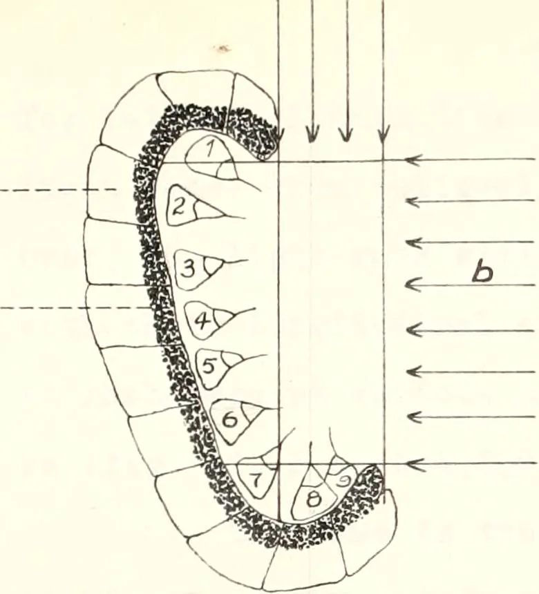 An illustration from Reactions to light in Planaria maculata with special reference to the function and structure of the eyes, 1918, leaf 176