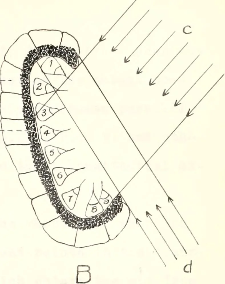 An illustration from Reactions to light in Planaria maculata with special reference to the function and structure of the eyes, 1918, leaf 176