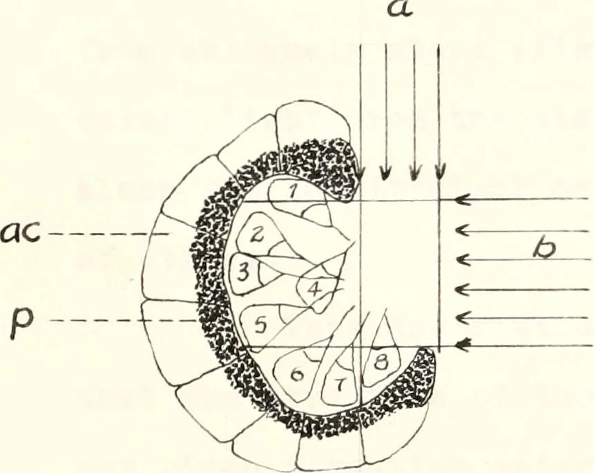An illustration from Reactions to light in Planaria maculata with special reference to the function and structure of the eyes, 1918, leaf 176