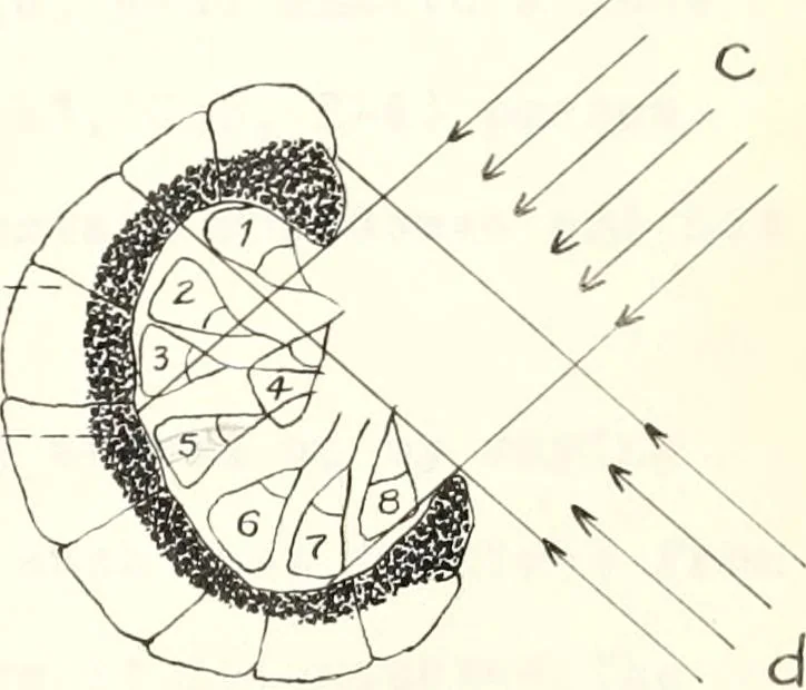 An illustration from Reactions to light in Planaria maculata with special reference to the function and structure of the eyes, 1918, leaf 176