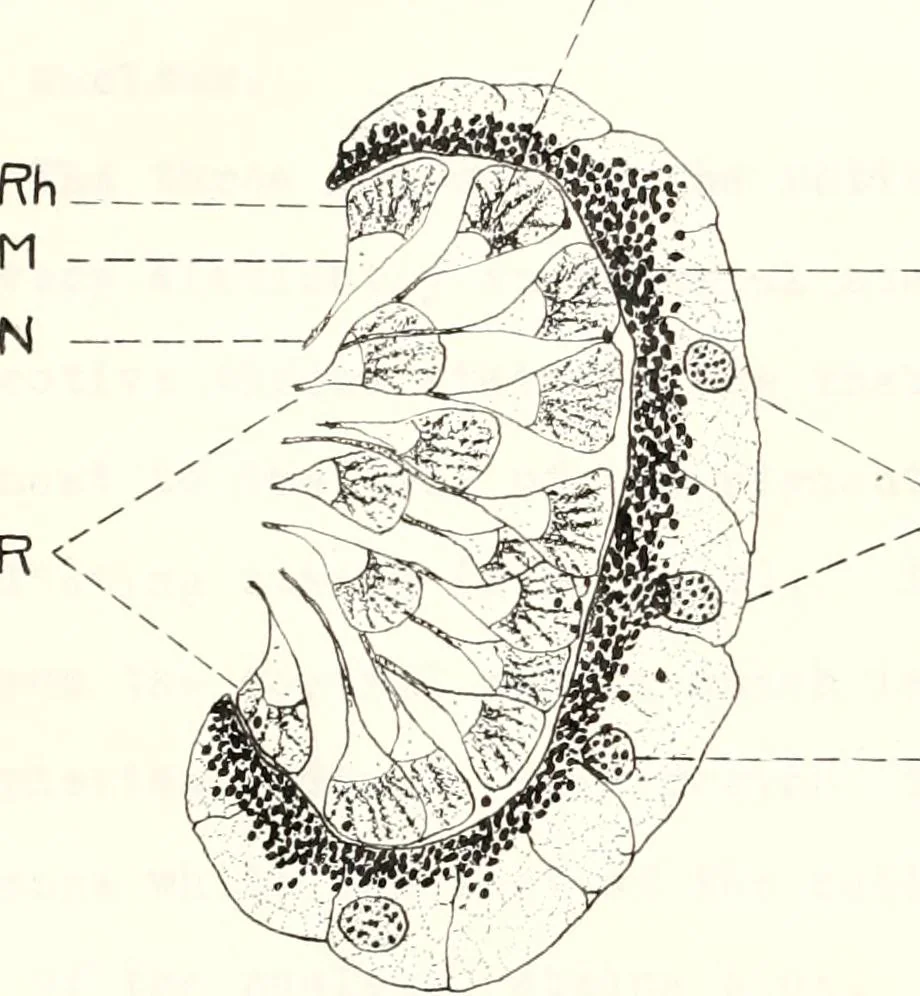 An illustration from Reactions to light in Planaria maculata with special reference to the function and structure of the eyes, 1918, leaf 50